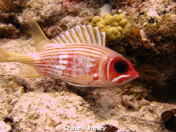 Squirel fish in Cozumel Mexico, taken with Canon A570IS w... by Chace Ramsey 